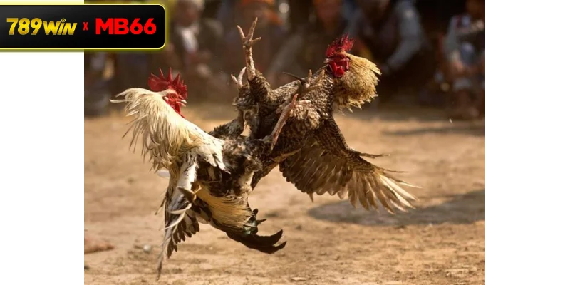 Đá gà biên giới là gì? Trải nghiệm thi đấu kịch tính tại 789WIN Đá gà biên giới là gì? Trải nghiệm thi đấu kịch tính tại 789WIN