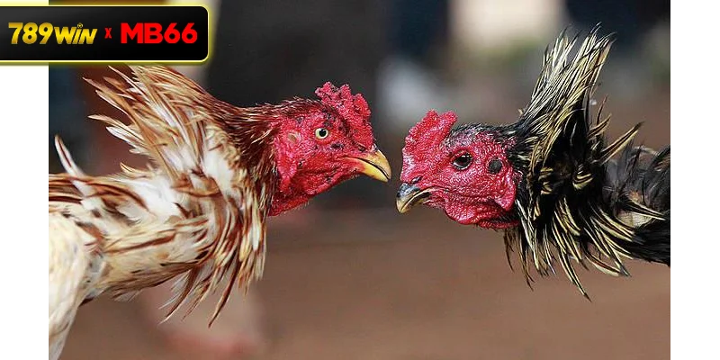 Đá gà độ lớn là gì? Tổng quan hình thức thi đấu có giá trị cược cao