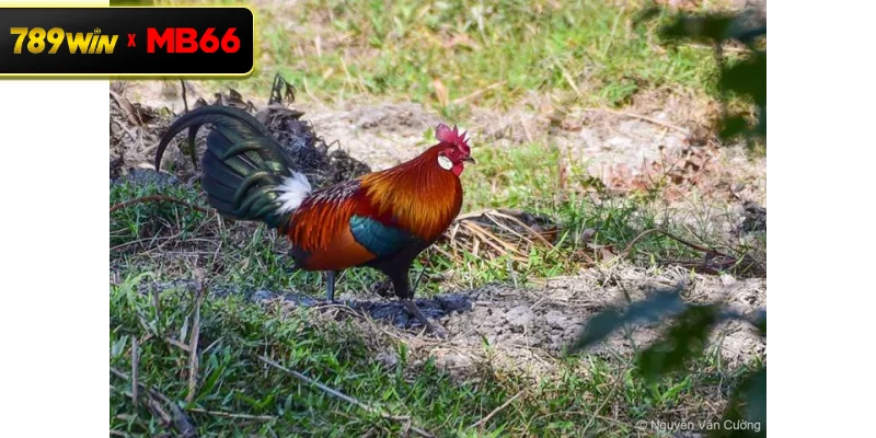 Đá gà rừng là gì? Tìm hiểu về hình thức đá gà truyền thống