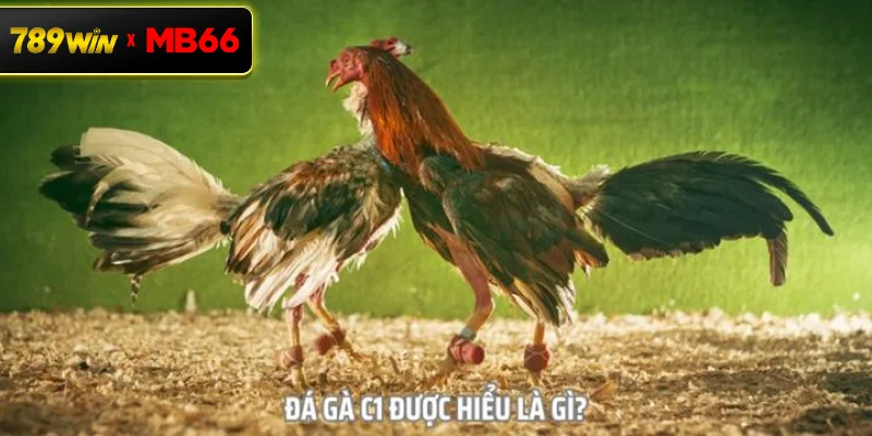 Tổng quan về giải đá gà C1 – Đỉnh cao của đấu trường cựa sắt Tổng quan về giải đá gà C1 – Đỉnh cao của đấu trường cựa sắt