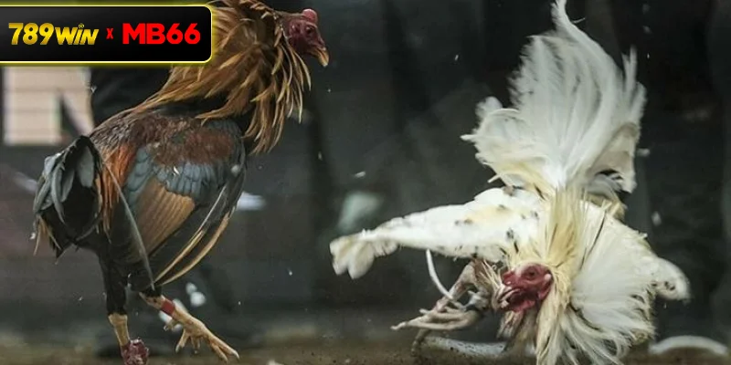 Những lý do giải đá gà C1 được đông đảo người quan tâm Những lý do giải đá gà C1 được đông đảo người quan tâm