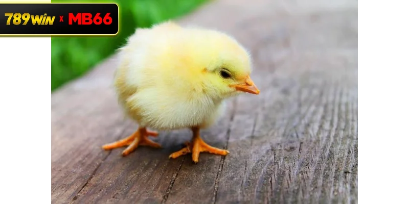 Cách chọn giống gà con chất lượng – Bước khởi đầu quyết định thành công