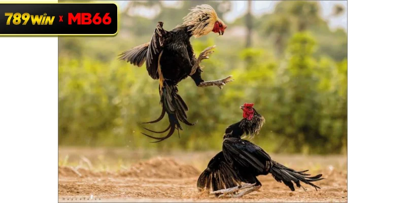 Hướng dẫn cách nuôi gà chọi theo từng giai đoạn phát triển hiệu quả