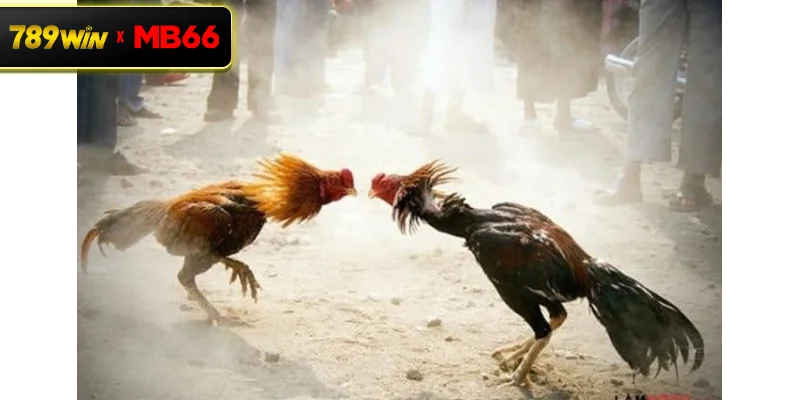 Khám phá sảnh đá gà trực tuyến hấp dẫn tại 789WIN