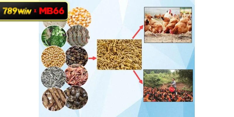 Thức ăn giàu tinh bột cho gà đá – Nền tảng thể lực bền bỉ cho chiến kê