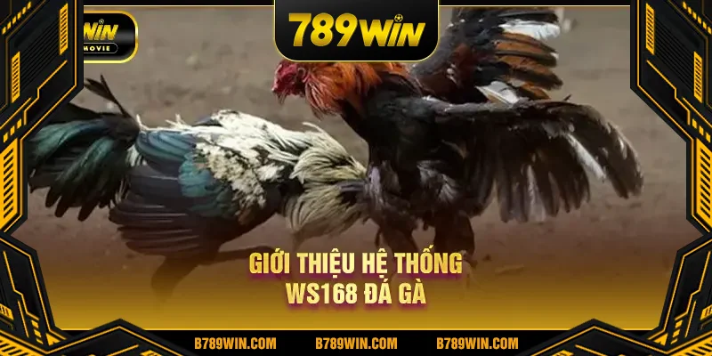 Giới thiệu hệ thống WS168 đá gà Giới thiệu hệ thống WS168 đá gà