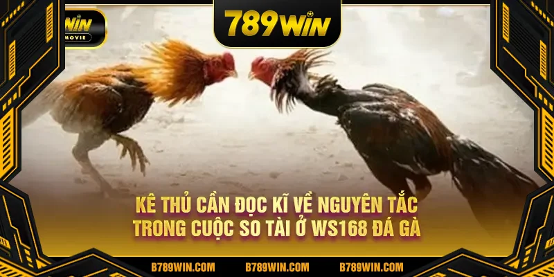 Kê thủ cần đọc kĩ về nguyên tắc trong cuộc so tài ở WS168 đá gà Kê thủ cần đọc kĩ về nguyên tắc trong cuộc so tài ở WS168 đá gà