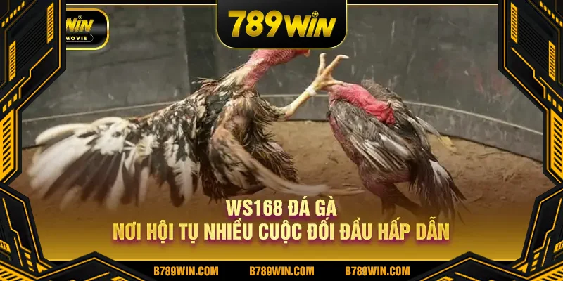 WS168 đá gà nơi hội tụ nhiều cuộc đối đầu hấp dẫn